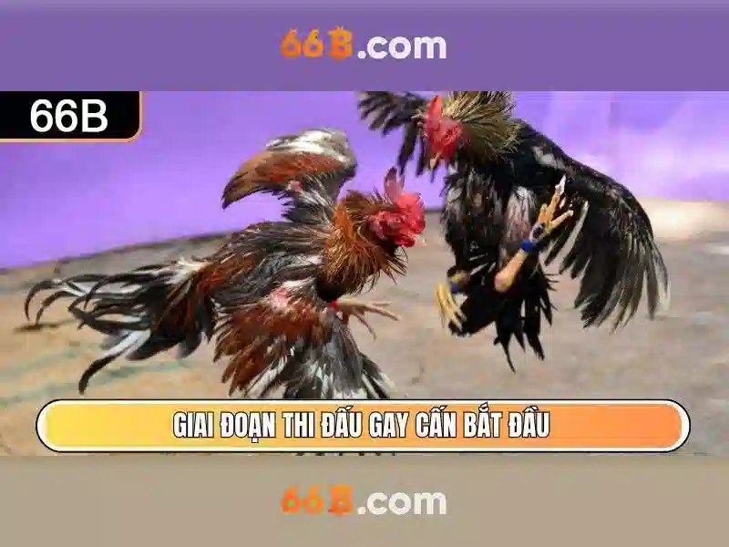 đăng nhập 66b - 66B