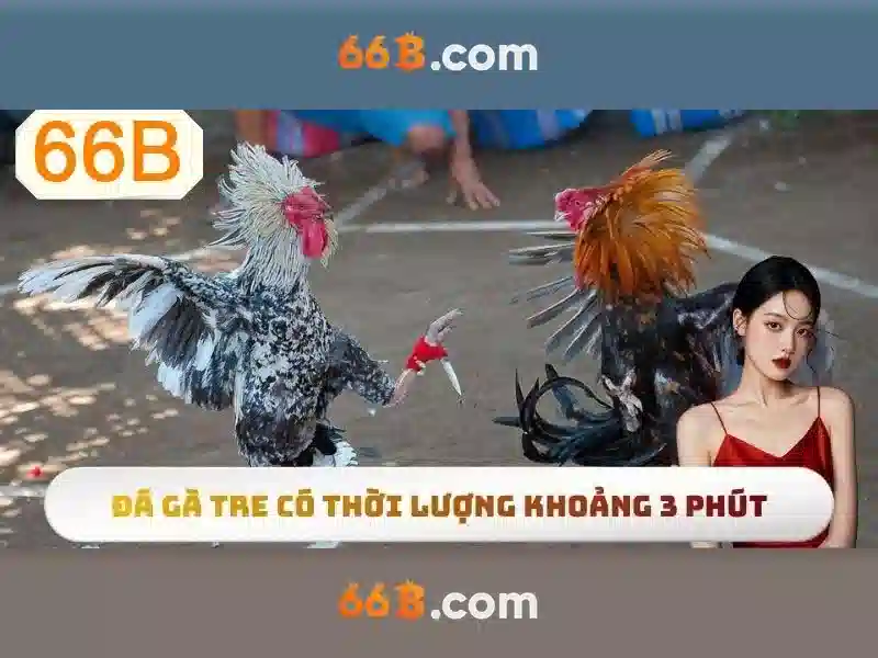 66B cá cược - 66B