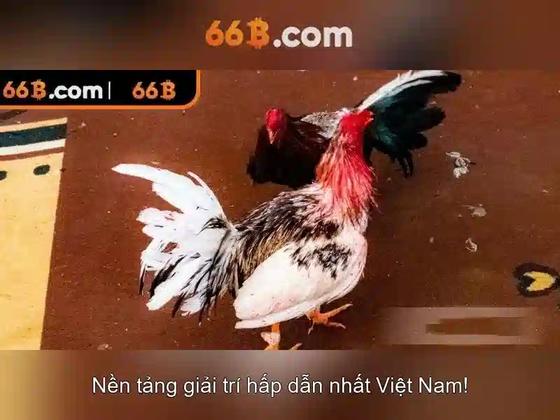 cờ tướng 66B chính thức - 66B