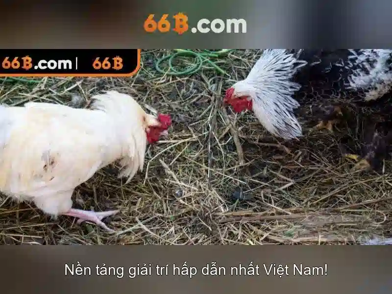 hướng dẫn chơi bài - 66B